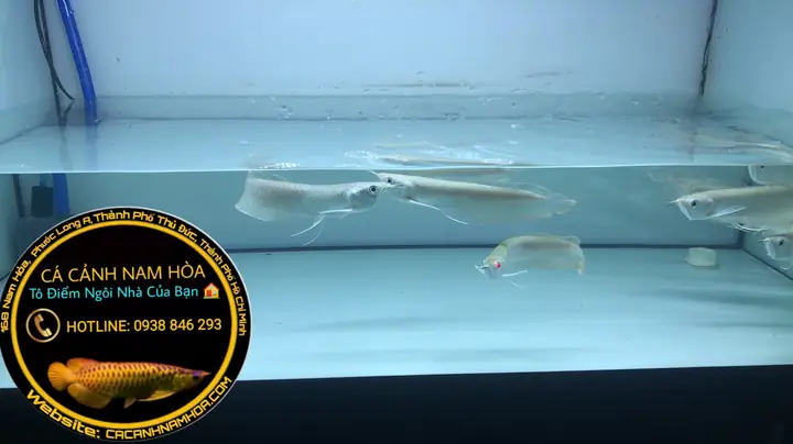 Cá Cảnh Ngân Long