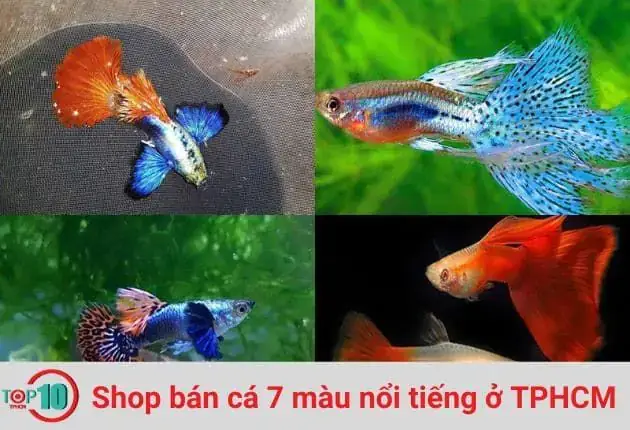 Giới Thiệu Về Cá Cảnh Nguyễn Phát