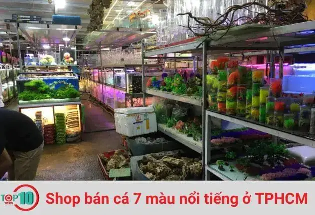 Đánh Giá Dịch Vụ Khách Hàng Và Uy Tín Của Cá Cảnh Nguyễn Phát