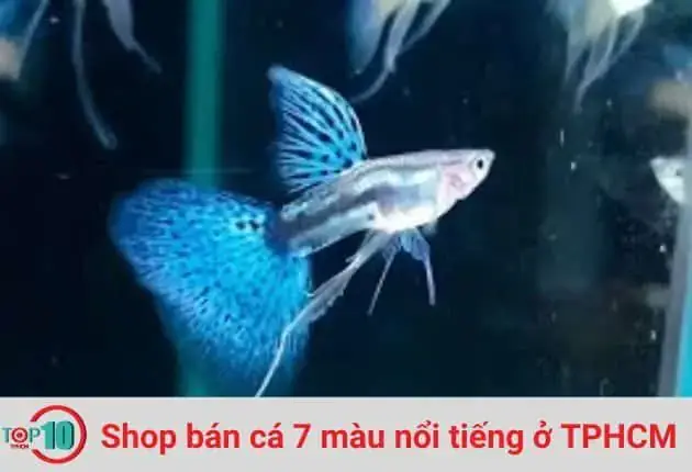 Phân Tích Chất Lượng Sản Phẩm Tại Cá Cảnh Nguyễn Phát