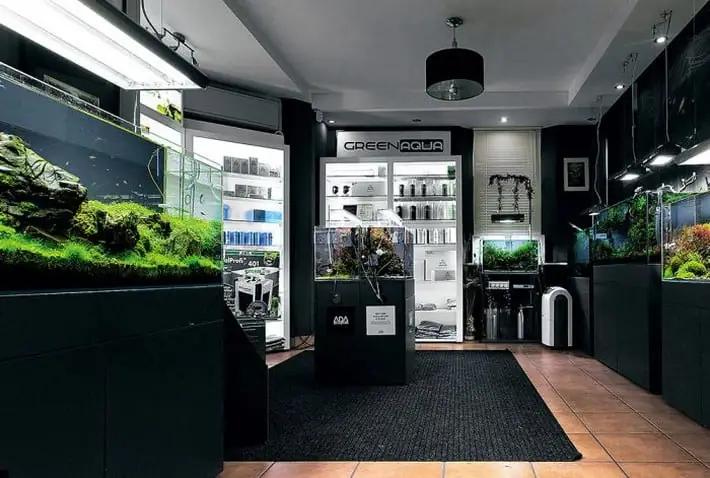 Top 7 Địa Chỉ Cung Cấp Cá Cảnh Chuyên Nghiệp Ở Nha Trang