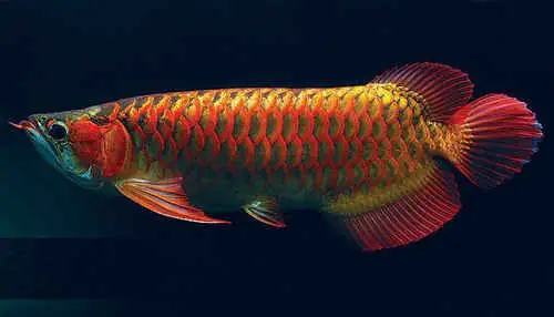 Cá Cảnh Ninh Thuận