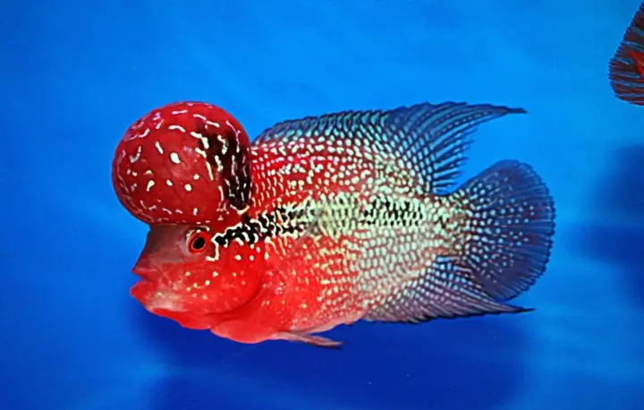 Cá Cảnh Ninh Thuận