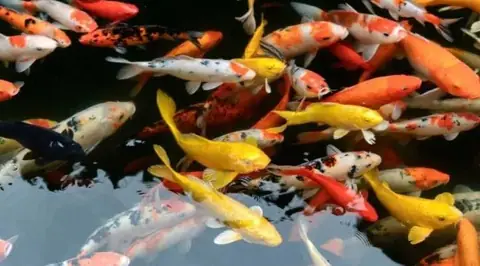 Cá Cảnh Ninh Thuận