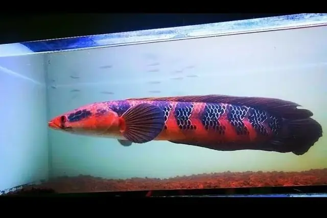 Cá Lóc Red Barito