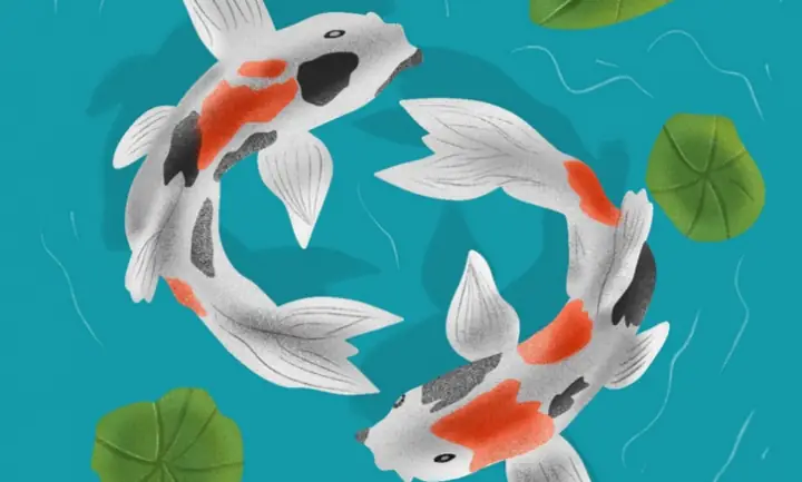 Cá Koi
