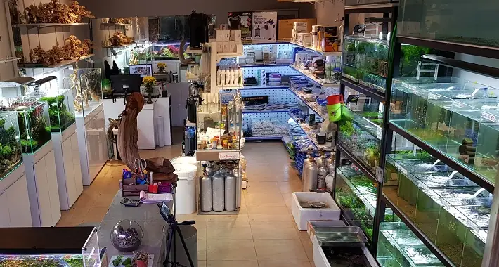 Giới Thiệu Về Các Cửa Hàng Cá Cảnh Tại Phan Thiết