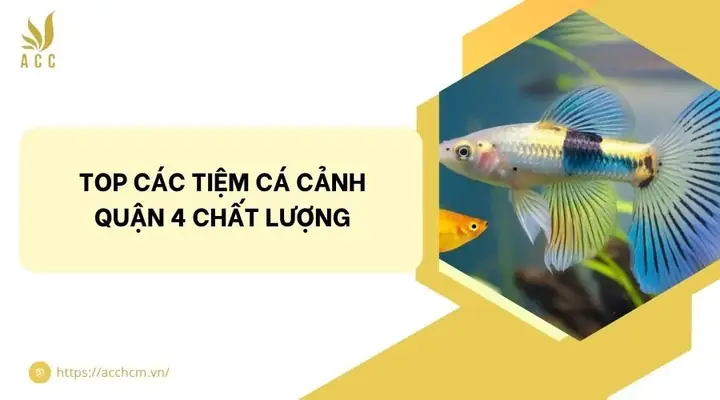 Top Các Tiệm Cá Cảnh Quận 4 Chất Lượng