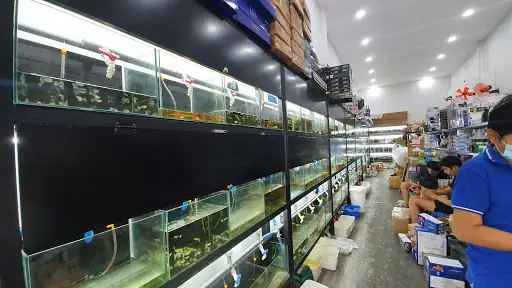 Bok Guppy Thủy Sinh Cá Cảnh