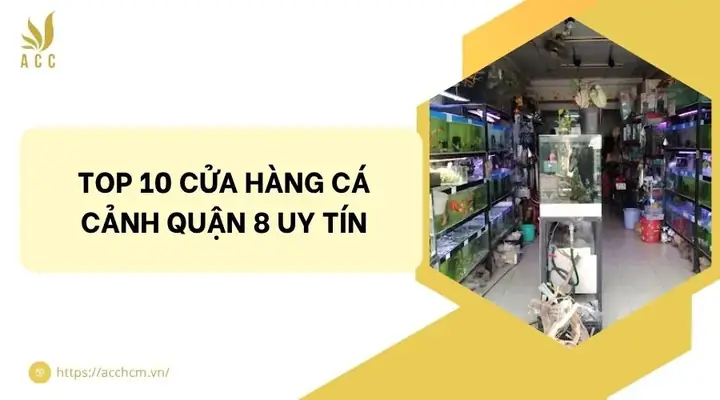 Top 10 Cửa Hàng Cá Cảnh Quận 8 Uy Tín