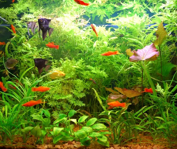 Aqua Like – Nơi Mua Cá Cảnh Ở Quảng Ngãi