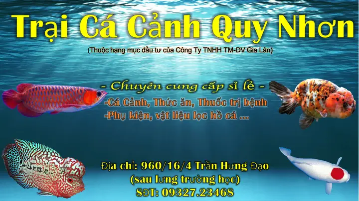 Sh.op Cá Cảnh Quy Nhơn