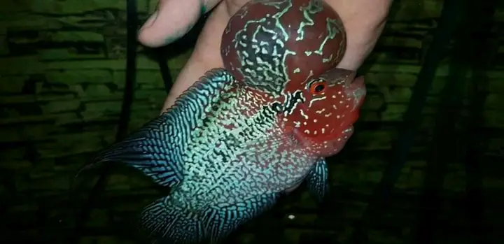 Sh.op Cá Cảnh Quy Nhơn