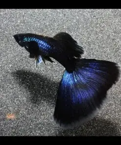 Cá Cảnh Sài Gòn