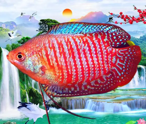 Hướng Dẫn Chăm Sóc Cá Cảnh Giúp Bể Cá Luôn Khỏe Mạnh, Sống Lâu