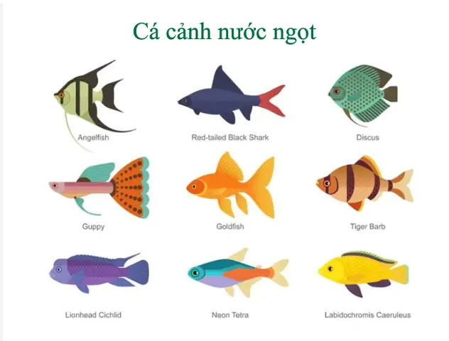 Hướng Dẫn Chăm Sóc Cá Cảnh Giúp Bể Cá Luôn Khỏe Mạnh, Sống Lâu