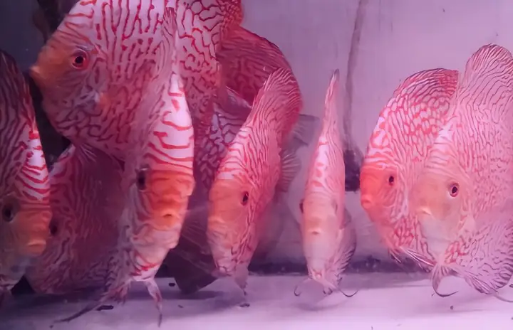 Có Một 'vua' Cá Cảnh Ở Tp.tân An