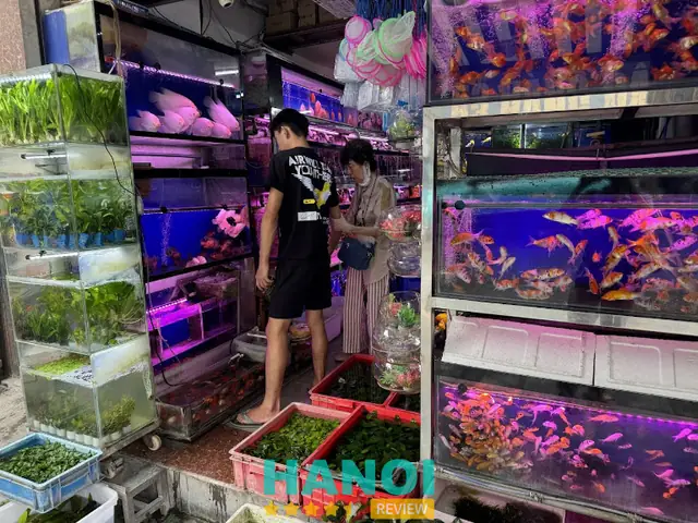 Cá Cảnh Thanh Tùng: Đánh Giá Toàn Diện Từ Chất Lượng Đến Dịch Vụ