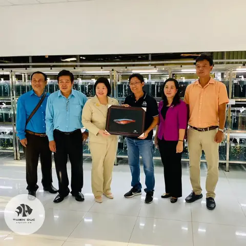 Địa Chỉ Mua Cá Neon Vua Giá Tốt Nhất Hiện Nay