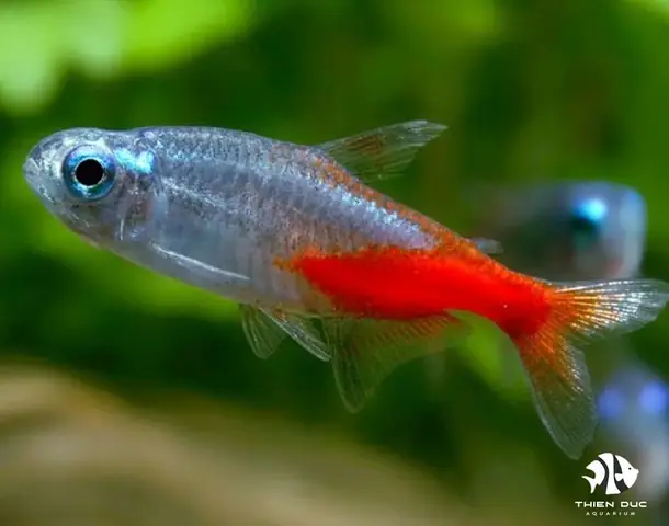 Địa Chỉ Mua Cá Neon Vua Giá Tốt Nhất Hiện Nay