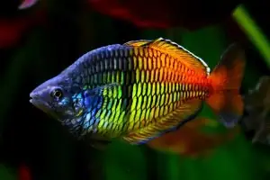 Cá Cảnh Thủy Sinh