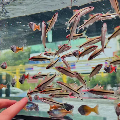 Lyn Aquatic Fish – Thủy Sinh & Cá Cảnh