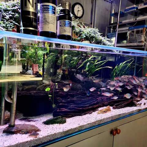 Cá Cảnh Thủy Sinh Trung Aqua