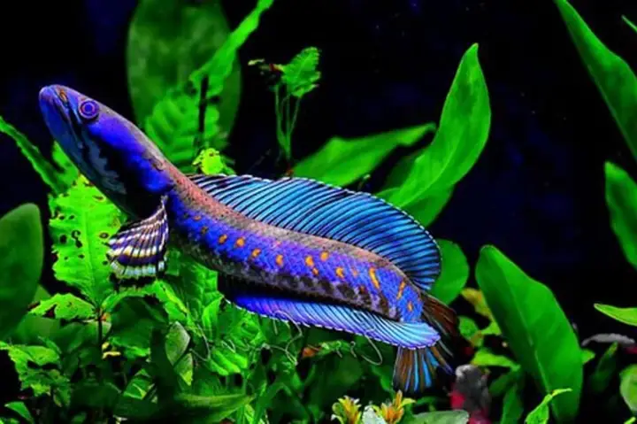 Cá Cảnh Lộc Thuỷ Sinh