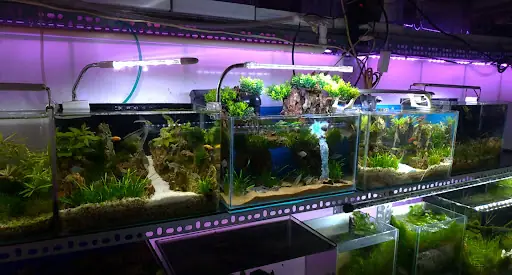 Cá Cảnh Thuỷ Sinh Thuỷ Nguyên