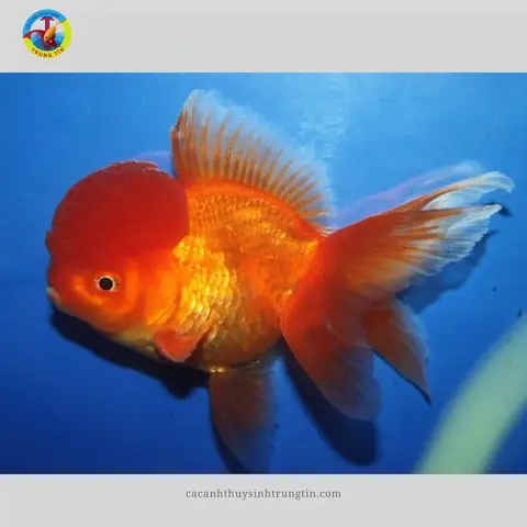 Cá Ba Đuổi Đầu Lân