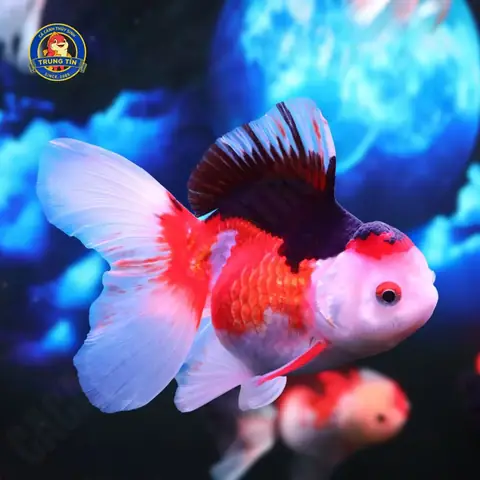 Oranda Đuôi Lụa Nhập Size Cối Oranda Đuôi Lụa Nhập Size Cối