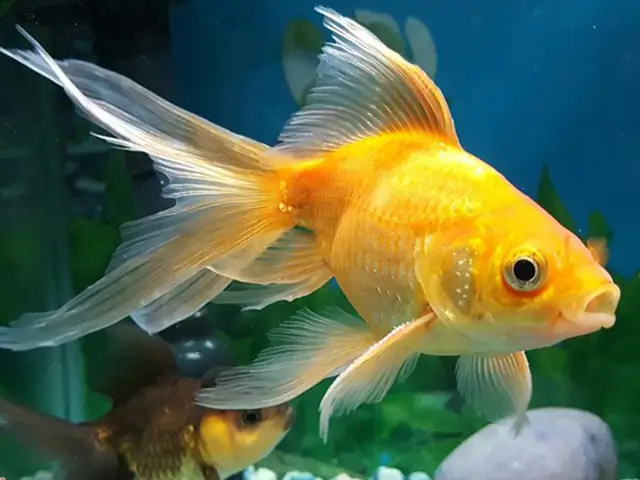 Cá Cảnh Tiếng Anh Là Gì?