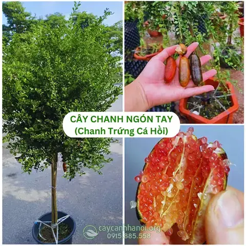 Tiêu Chí Đánh Giá Cửa Hàng Cá Cảnh Tại Trung Kính