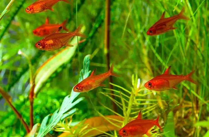 Kinh Nghiệm Và Thử Thách Trên Con Đường Nuôicá Cảnh Trường Chinh