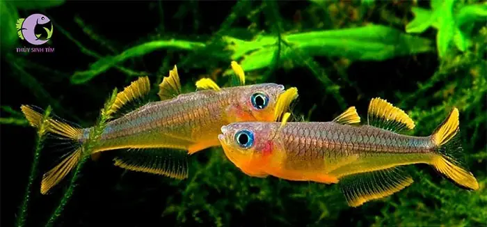 Cá Cầu Vồng Nắng Vàng: Loài Cá Cảnh Rực Rỡ Cho Bể Thủy Sinh