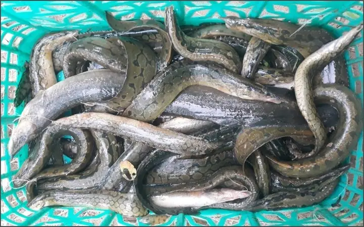 Cá Chạch Sông