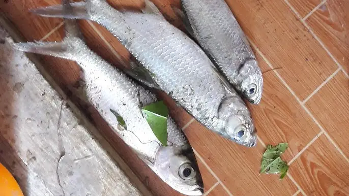 Cá Cháo Nước Ngọt: Đặc Điểm, Môi Trường Sống Và Kỹ Thuật Nuôi Hiệu Quả