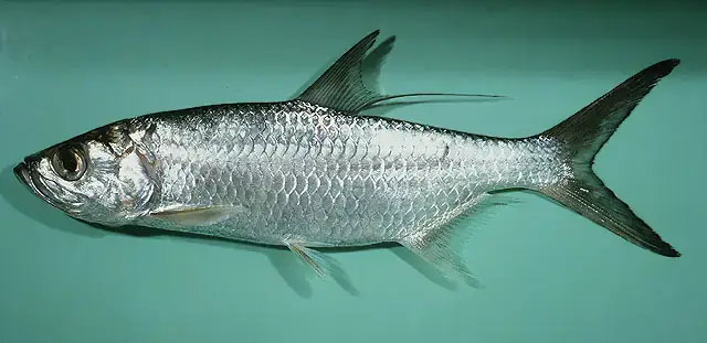 Tổng Quan Về Cá Cháo Nước Ngọt