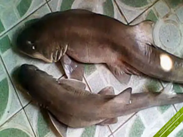 Cá Chèo Bẻo Giá Bao Nhiêu? Giá Cả, Đặc Điểm Và Cách Chế Biến Ngon Nhất