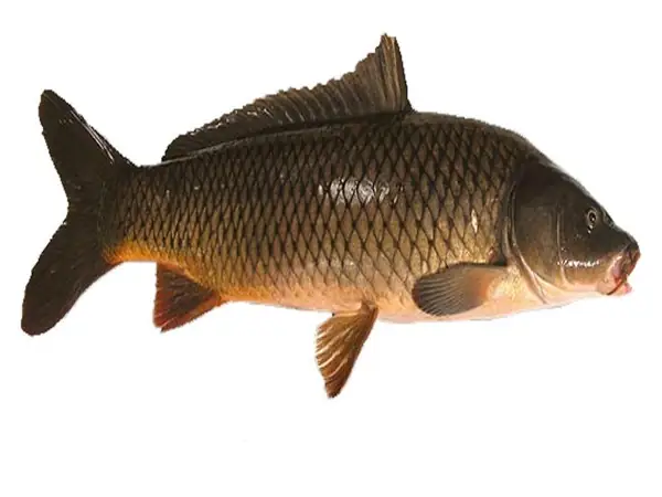 Đặc Điểm Sinh Học Cá Chép Là Gì?