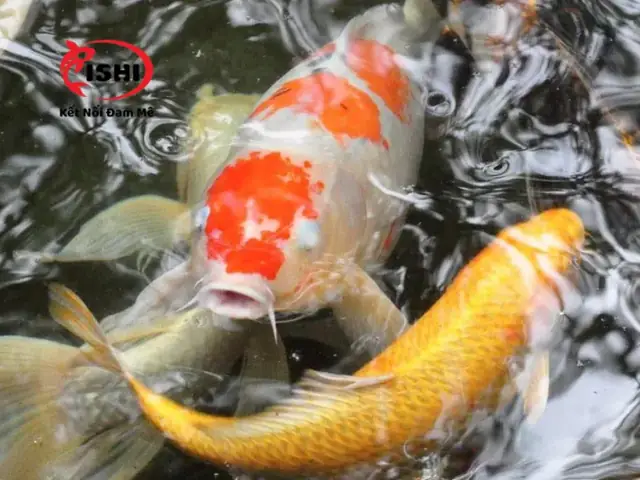 Nguyên Nhân Gây Đục Mắt Ở Cá Koi