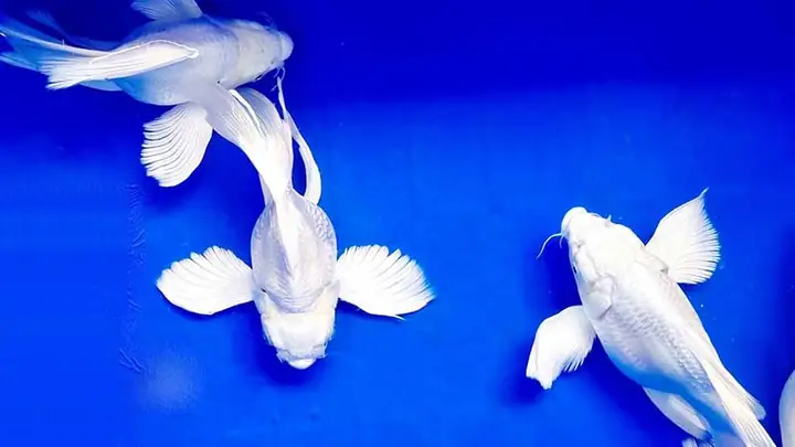 Cá Chép Cảnh Giá Bao Nhiêu? Bảng Giá Chi Tiết Và Hướng Dẫn Chọn Mua