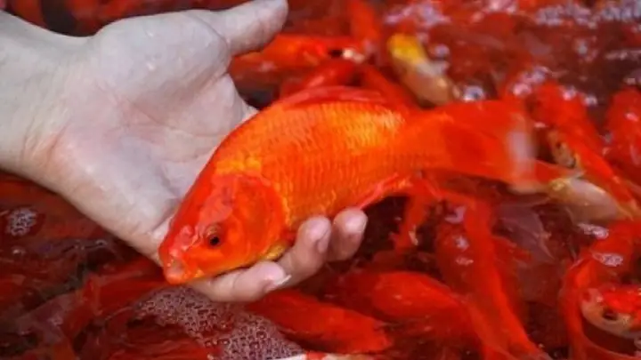 Ý Nghĩa Của Việc Thả Cá Chép Ngày 23 Tháng Chạp