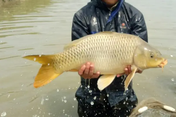 Những Lưu Ý Khi Chăm Sóc Cá Chép Sau Khi Đẻ Trứng