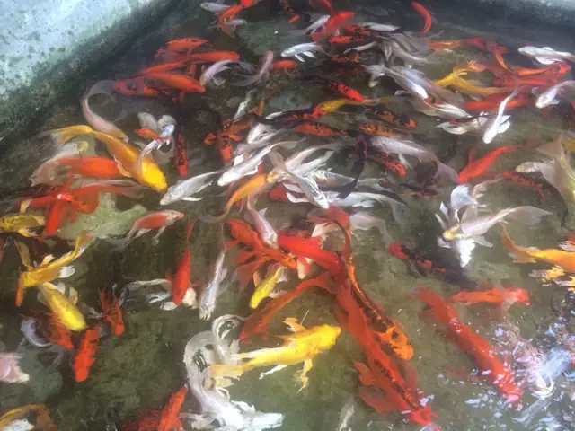 Cá Chép Đuôi Dài, Cá Chép Rồng