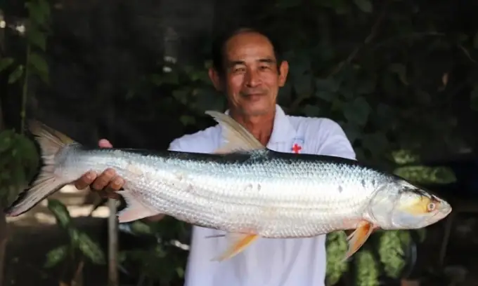 Một Trong Hai Cá Thể Cá Chép Hồi Khổng Lồ Tìm Thấy Ở Campuchia Năm 2023. Ảnh: Chhut Chheana/wonders Of The Mekong