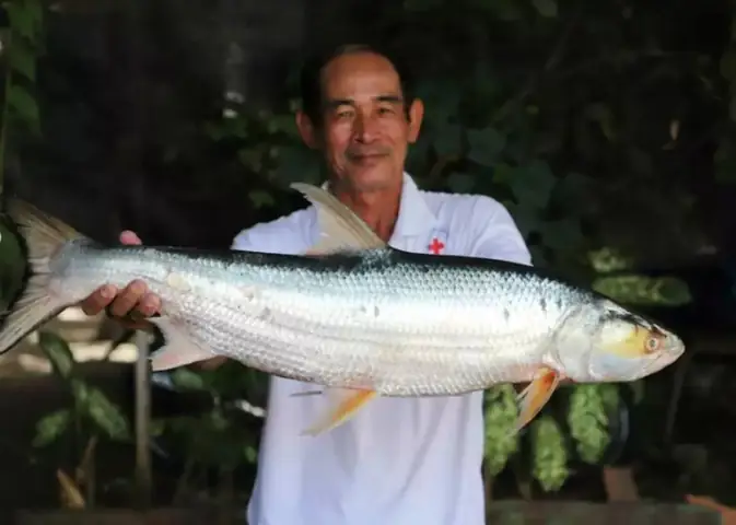 Cá Chép Hồi Khổng Lồ Xuất Hiện Lại Trên Sông Mekong Sau Gần 20 Năm Vắng Bóng Cá Chép Hồi Khổng Lồ Xuất Hiện Lại Trên Sông Mekong Sau Gần 20 Năm Vắng Bóng