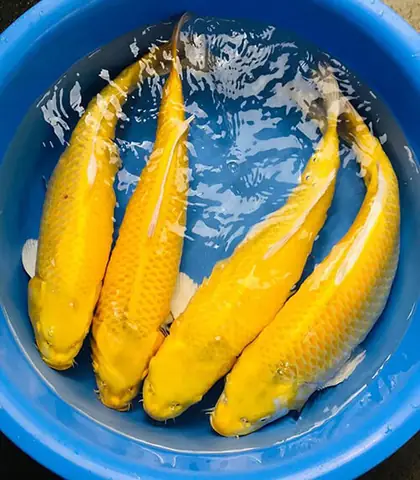 Cá Chép Koi Màu Vàng: Loài Cá Phong Thủy Biểu Tượng Của Sự Thịnh Vượng