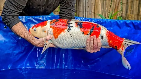 Phân Biệt Cá Koi Nhật Dựa Vào Màu Sắc Cụ Thể
