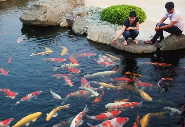 Liệt Kê Một Số Giống Cá Koi Phổ Biến Nhất Hiện Nay
